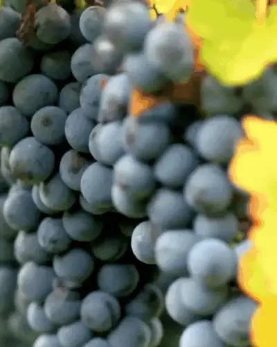 Dall'autenticità delle Langhe alla potenzialità della Cosmesi.